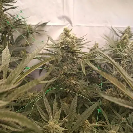 Chaos Cake🍰