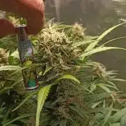 Blackberry Gas Auto Monkey Genetics🙊