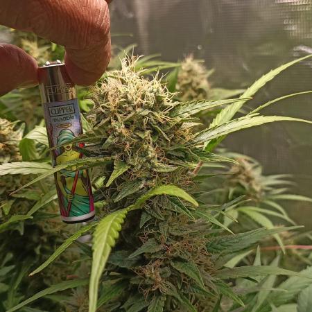 Blackberry Gas Auto Monkey Genetics🙊