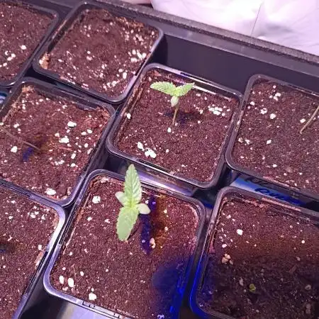 Blackberry Moonrocks