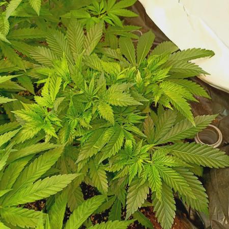 Blue Zushi🍣⛩️