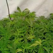 Any Day⛽️🍇🍋