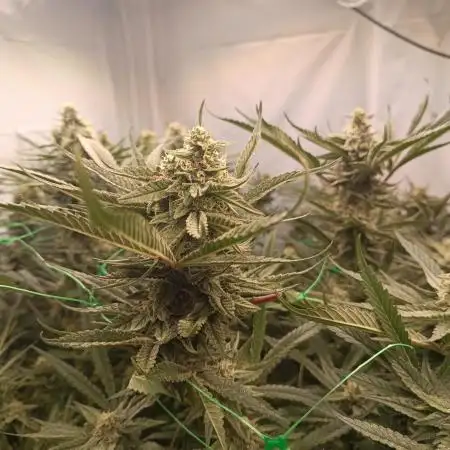 Godzilla Glue🦍