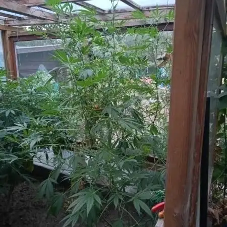 Lemongrass🍋 Greenhouse