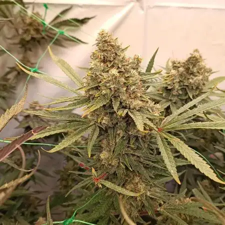 Chaos Cake🍰
