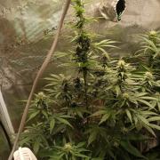 Biscotti Auto   Monkey Genetics🐒