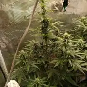 Biscotti Auto   Monkey Genetics🐒