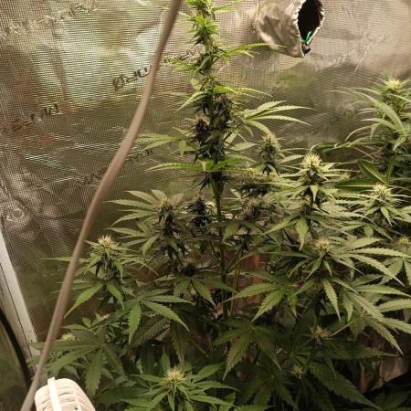 Biscotti Auto   Monkey Genetics🐒