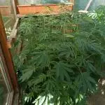 Moon Walker Kush🌚Greenhouse