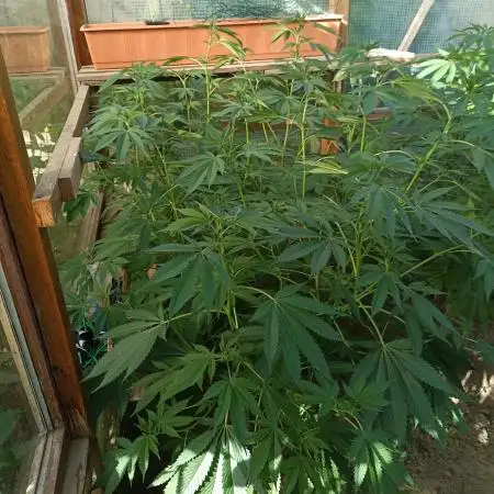 Moon Walker Kush🌚Greenhouse