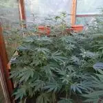 Moon Walker Kush🌚Greenhouse