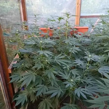 Moon Walker Kush🌚Greenhouse