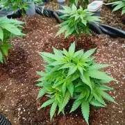 Blackberry Moonrocks