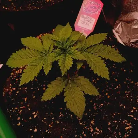 Super Boof GC CONTEST 26