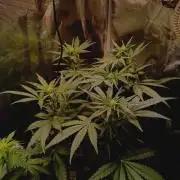 Blackberry Gas Auto Monkey Genetics🙊
