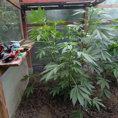 Moon Walker Kush🌚Greenhouse