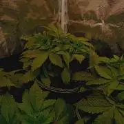 Biscotti Auto   Monkey Genetics🐒