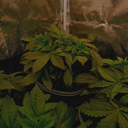Biscotti Auto   Monkey Genetics🐒