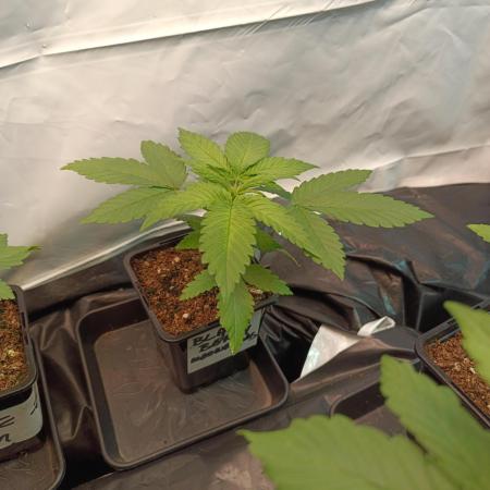 Blackberry Moonrocks