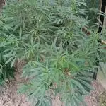 Chaos Cake Outdoor