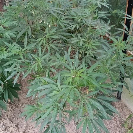 Chaos Cake Outdoor