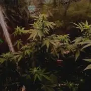 Biscotti Auto   Monkey Genetics🐒