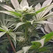 Honey Melon Kush 🍯🍉