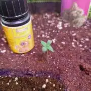 Biscotti Auto   Monkey Genetics🐒