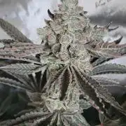 3rd Coco grow