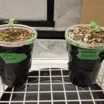 3rd Coco grow