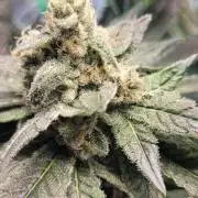 4th Coco grow