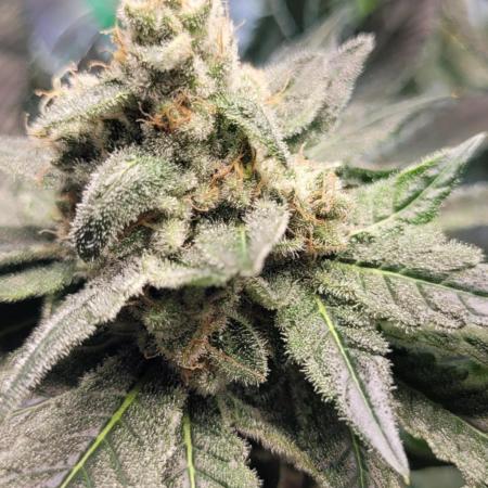 4th Coco grow