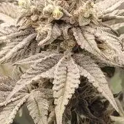 3rd Coco grow