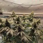 4th Coco grow
