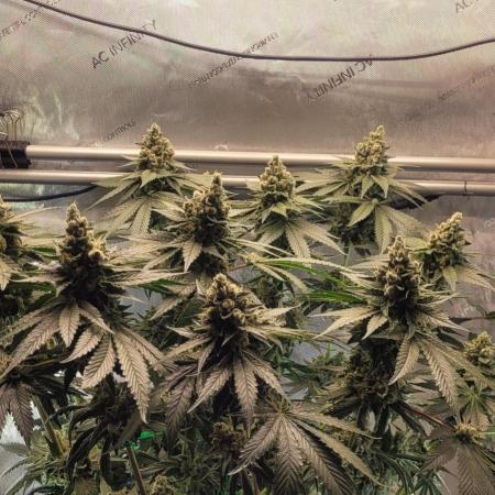 4th Coco grow