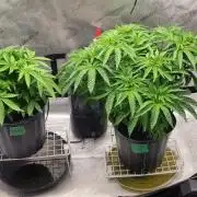 5th coco grow