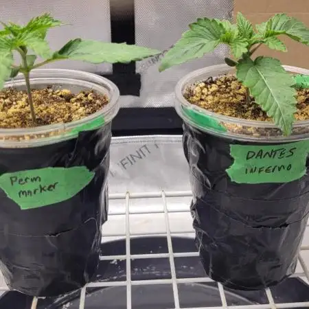 3rd Coco grow