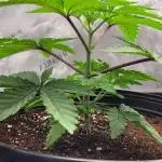 3rd Coco grow