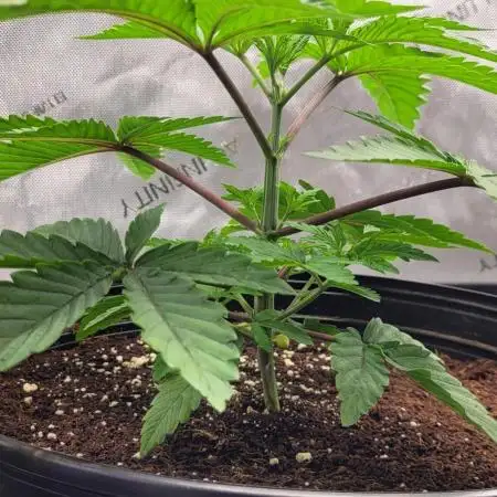 3rd Coco grow