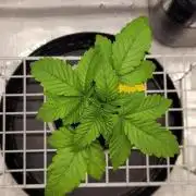 4th Coco grow