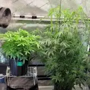 5th coco grow