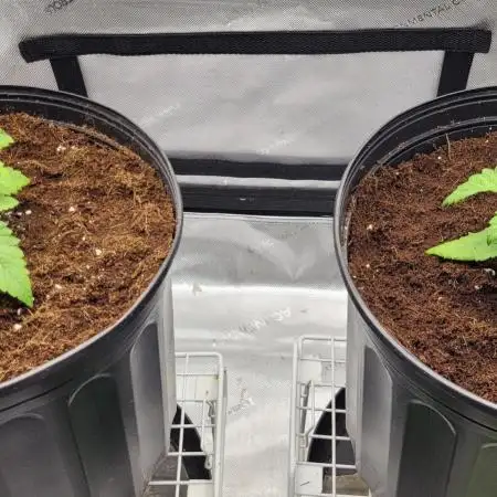 3rd Coco grow