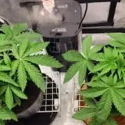 5th coco grow