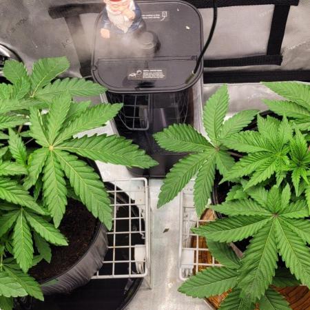 5th coco grow