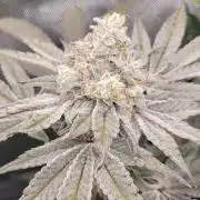 3rd Coco grow
