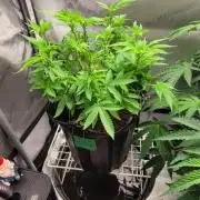 5th coco grow