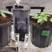 5th coco grow