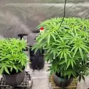 5th coco grow