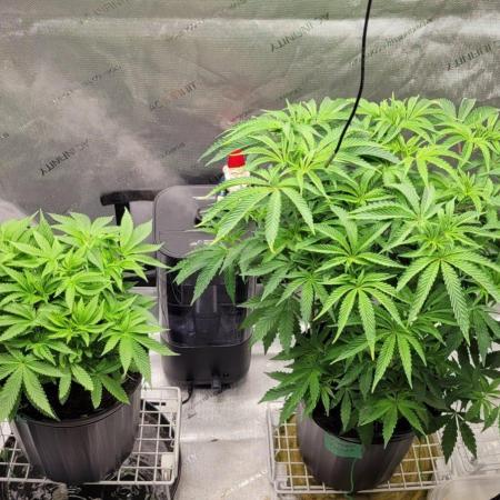 5th coco grow