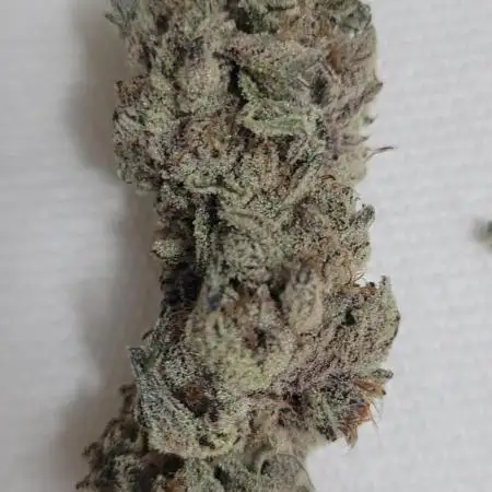 3rd Coco grow